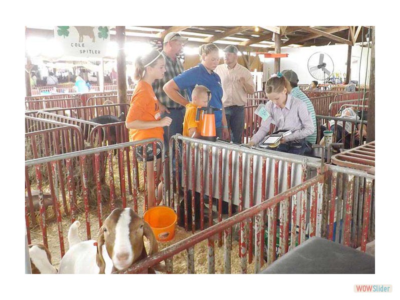 fair-livestock2016-089