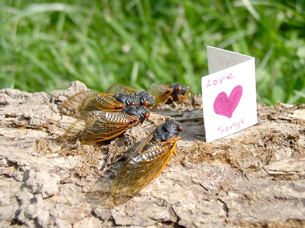 DCP excited for Brood X cicadas