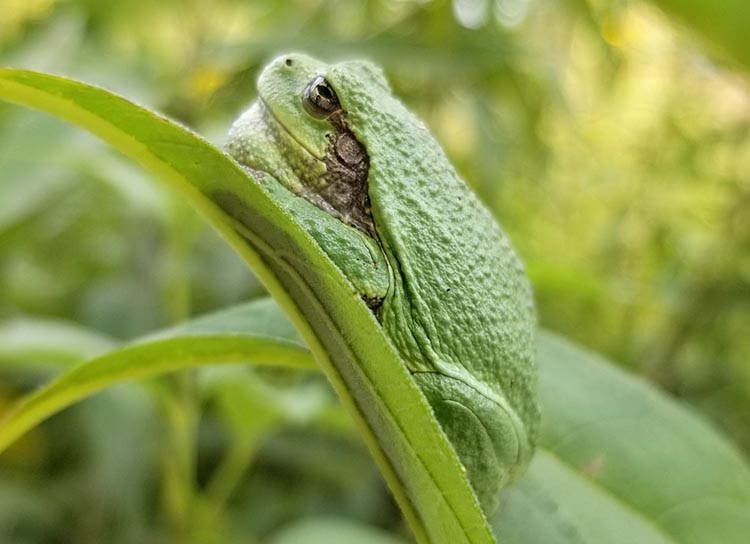 Frogs are the focus of Darke County Parks’ Program