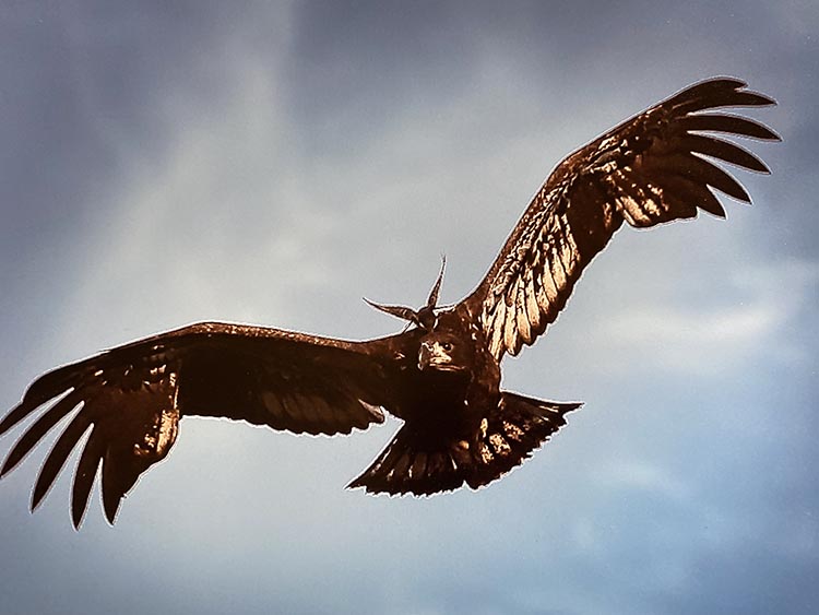 Wildlife Photography Workshop at Shawnee Prairie Preserve