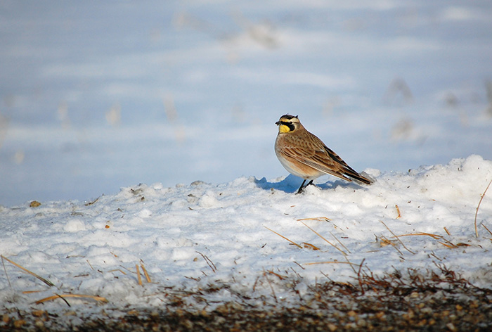 January Upcoming Programs at Darke County Parks