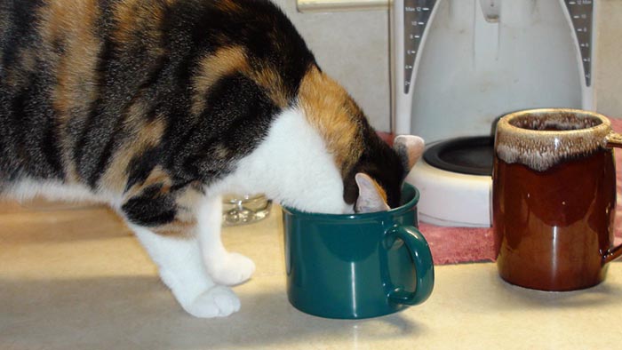 DCP hosts Cats and Coffee