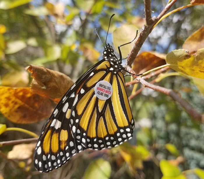 Monarch Tagged by DCP recovered in Mexico