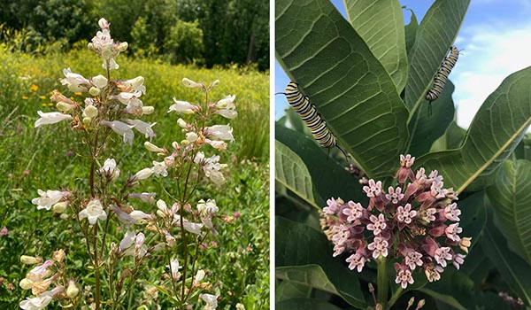 DC Parks Hosts Annual Native Plant Sale