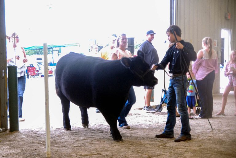Sale of steer helps pay college tuition