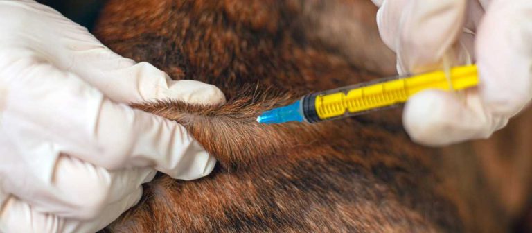 New strain of animal disease