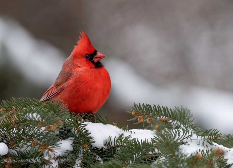 123rd Audubon Christmas Bird Count