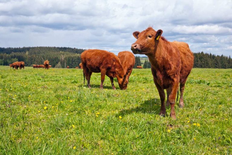 New Research Reveals How Grazing Management Practices Affect Cattle Weight Gain by Altering Foraging Behavior