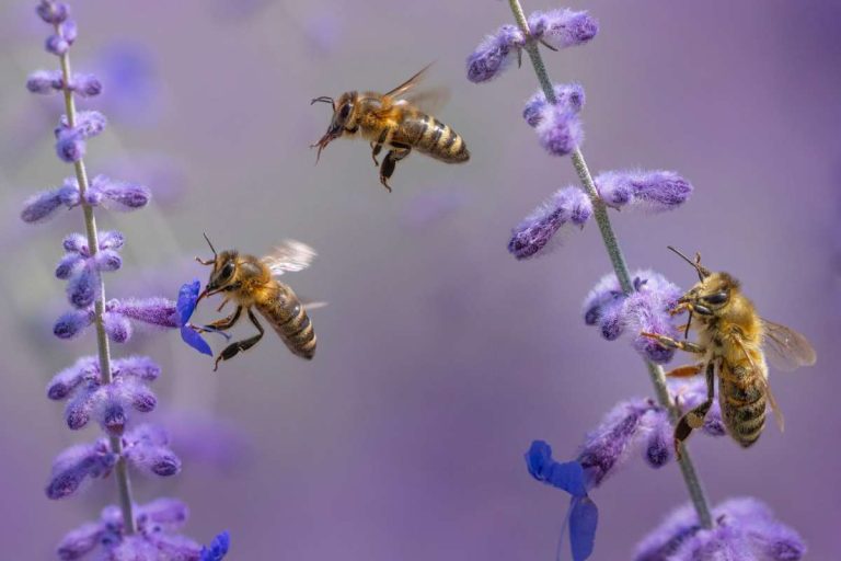 Honey Bees More Faithful to Their Flower Patches Than Bumble Bees