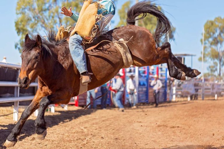 Darke County Summer Stampede Rodeo & Food Truck Rally