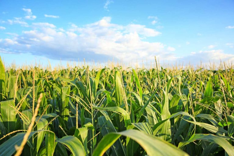 Scientists Made a Healthy Crop Healthier