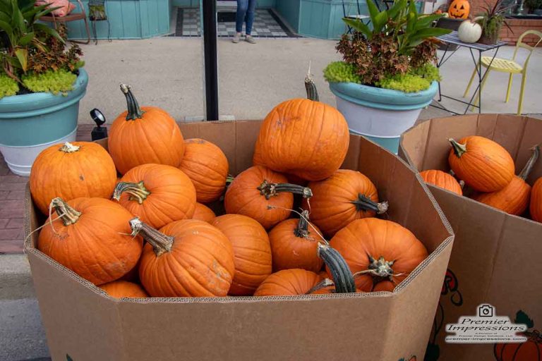 MSG celebrates fall in downtown Greenville