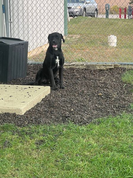 Darrel came to us as an owner surrender due to no fault of his own. We are told Darrel is a 1 1/2-year-old Lab/Boxer Mix. Darrel's owner told us that Give a warm welcome to Darrel! Darrel came to us as an owner surrender due to no fault of his own. We are told Darrel is a 1 1/2-year-old Lab/Boxer Mix. Darrel's owner told us that Darrel loves kids, dog and crate trained! Darrel has shown us that he knows how to sit, loves treats and attentions! Darrel is a sweet boy who loves to be outside and is learning to walk on a leash. Darrel doesn't mind the other dogs here at the shelter! Darrel did great for his bath and exam where he weighs in at 54 lbs.