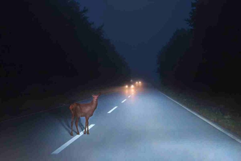 Ohio continues into peak time for deer-related crashes