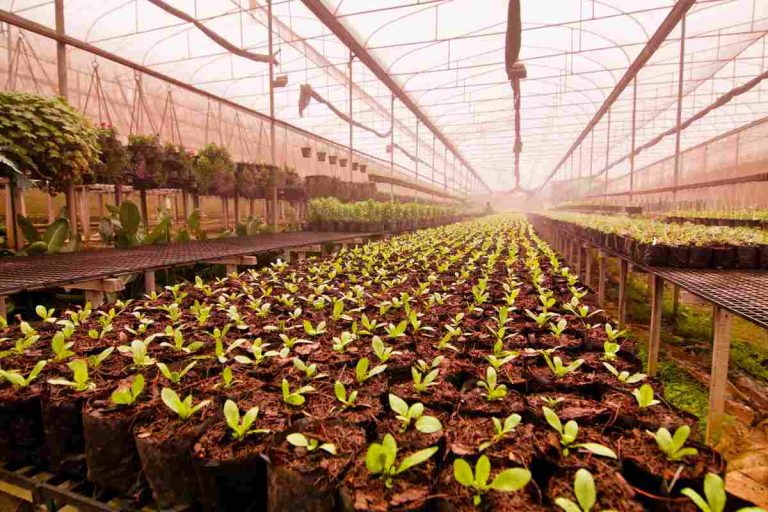 USDA Expands Insurance Option for Nursery Growers to All States