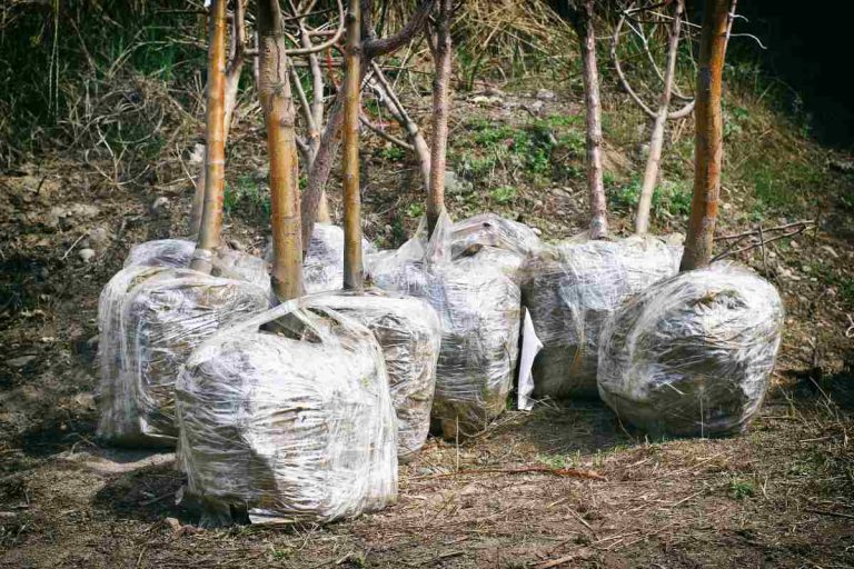 Adopt-A-Tree program now live