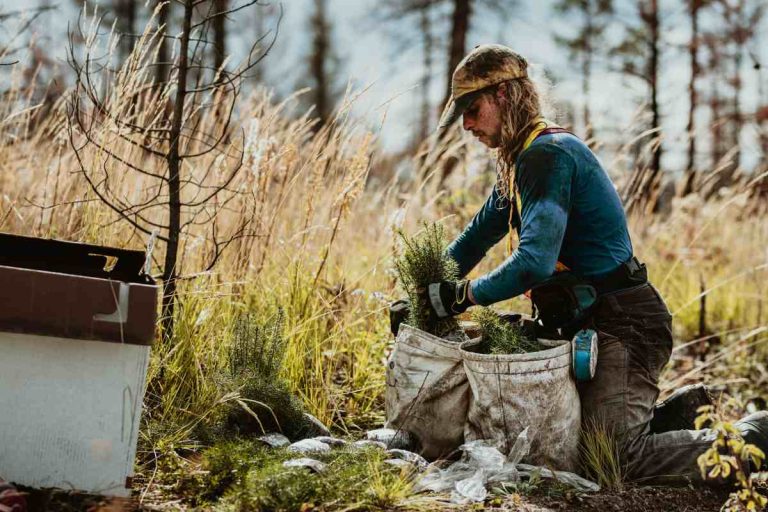 Forestry as Business or Investment: Free Tax Education Webinar